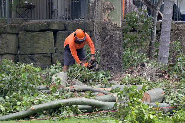 Best Emergency Tree Service  in Rock Springs, NM